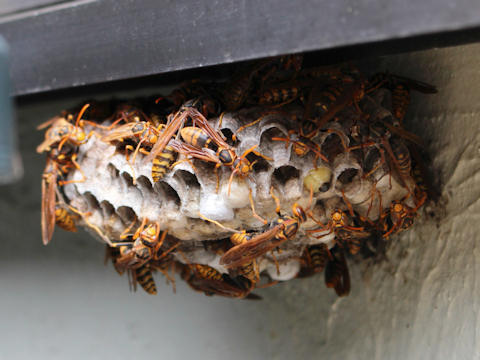 アシナガバチの巣