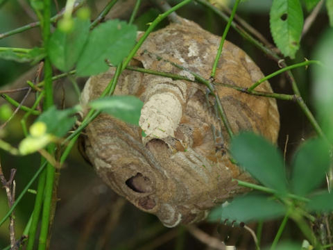 コガタスズメバチの巣