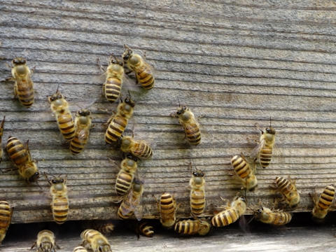 ミツバチの巣