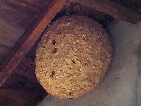キイロスズメバチの巣