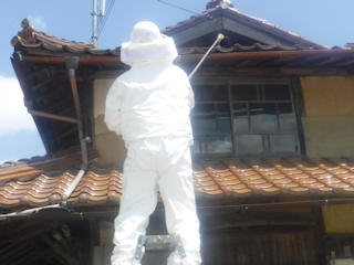 キイロスズメバチの駆除