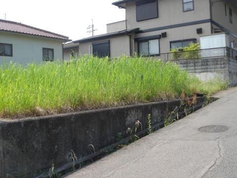 草刈り広場着手前