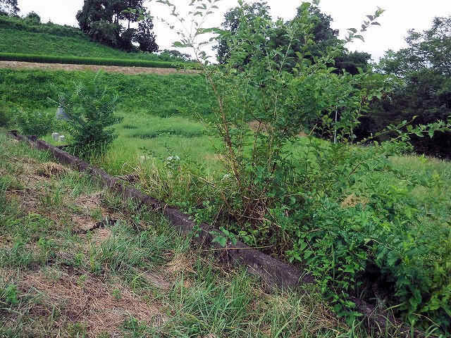 墓地草刈り作業前